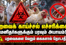 paravaikaichchal எச்சரிக்கை வைரஸ் மனிதர்களுக்குப் பரவும் அபாயம் பறவைக் காய்ச்சல் பறவைகளை வெறும் கைகளால் தொடவேண்டாம் 3 paravaikaichchal எச்சரிக்கை வைரஸ் மனிதர்களுக்குப் பரவும் அபாயம் பறவைக் காய்ச்சல் பறவைகளை வெறும் கைகளால் தொடவேண்டாம் Theechudar